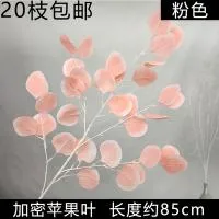 эвкалипт популус светло-розовый