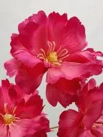 гибискус тройной розовый