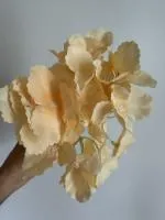 гортензия персик