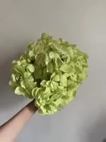 гортензия на ножке салатовая
