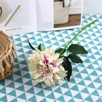 георгин бело-фиолетовый