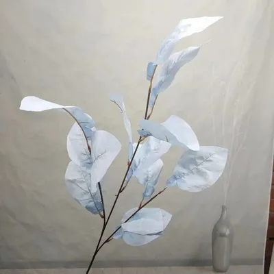 Ветка хосты голубая Ветка хосты голубая