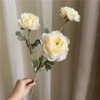 премиум ранункулюс шампань премиум ранункулюс шампань