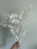 Бузина белая