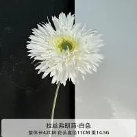 гербера 5 штук белая