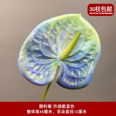 антуриум зелено-голубой антуриум зелено-голубой