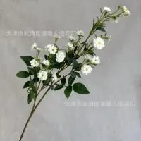 мелкоцвет с зеленью белый