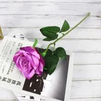 одиночная роза фиолетовая одиночная роза фиолетовая