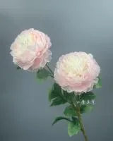 двойной пион диаметр 12 см светло-розовый