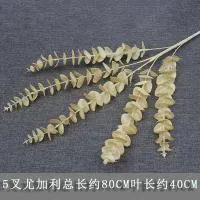 эвкалипт айвори
