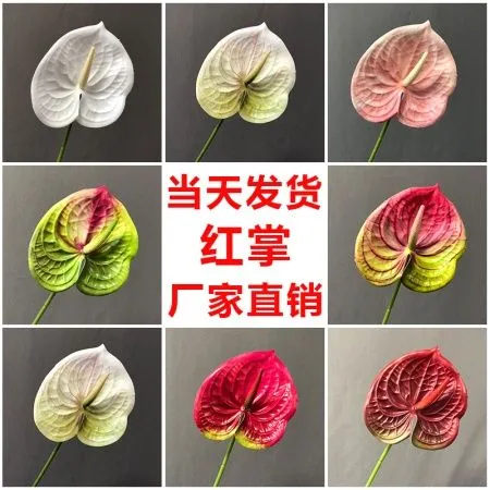 антуриум бело-зеленый