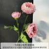 ранункулюс пыльная роза