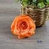 пачка 20 штук роза объемная 12 см оранжевый