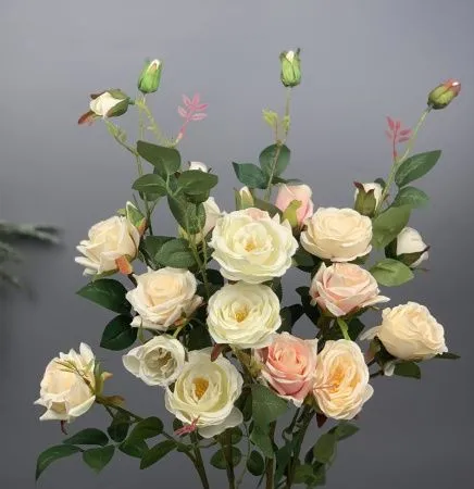 чайная роза шампань