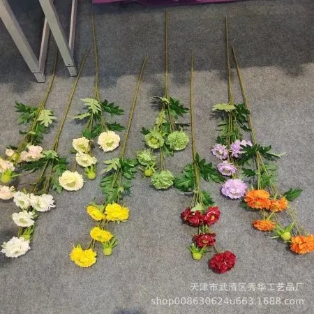 хризантема белая