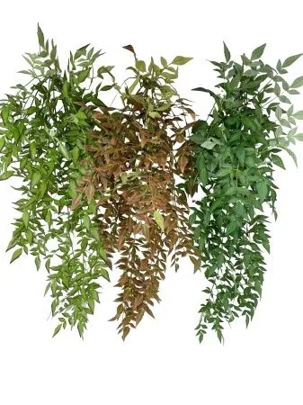 рускус ампельный  светло-зеленый рускус ампельный  светло-зеленый