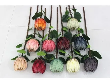 протея розовая