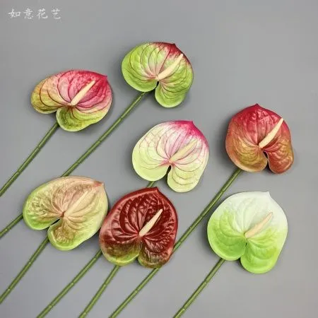 антуриум салатово-розовый