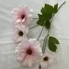 бегония розовая