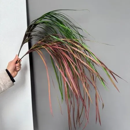 осока 2 штуки розово-бежевая