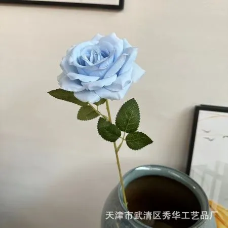 Одинарная остролистная роза голубой Одинарная остролистная роза голубой