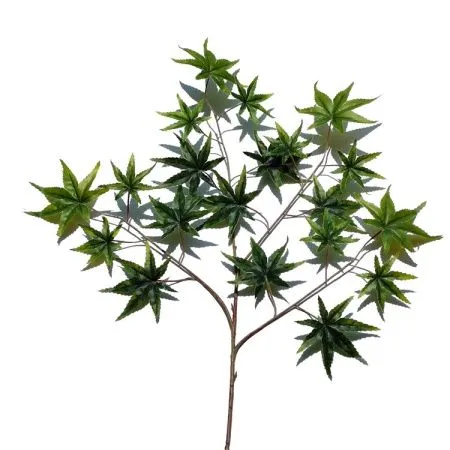 листья клена зеленые