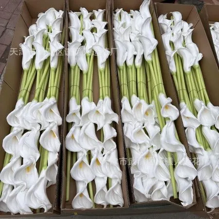 каллы 5 штук белые