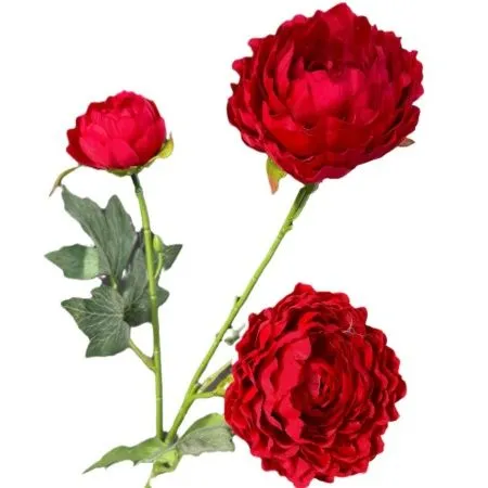 ранункулюс красный