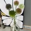 одуванчик бело-розовый