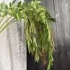 горох 5 шт зеленый