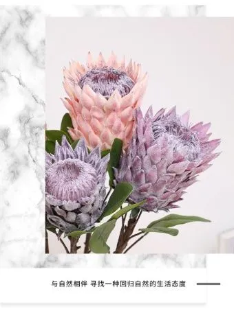 протея бирюзовая