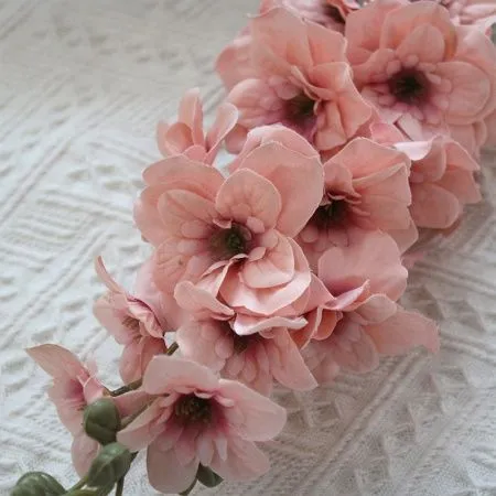 дельфиниум одинарный молочный