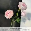 ранункулюс светло-розовый