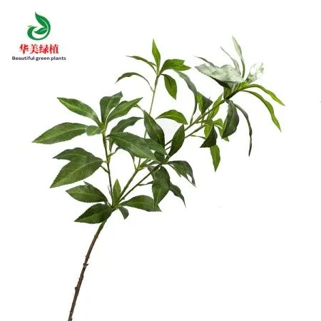 зелень лимонника зеленая