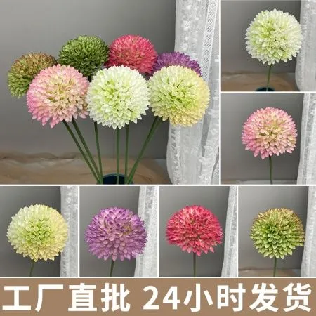 лук сотовый белый