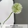 одуванчик бело-зеленый
