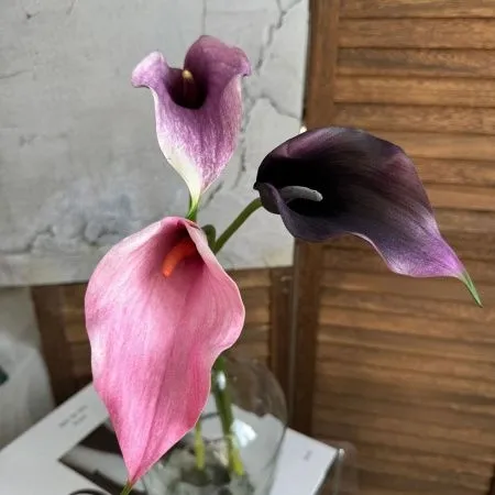 калла EVA фуксия