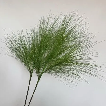 две ветки сосны гигант зеленая