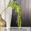 горох 5 шт зеленый