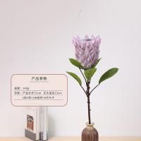 протея светло-фиолетовый