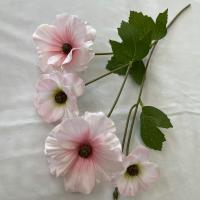 бегония розовая