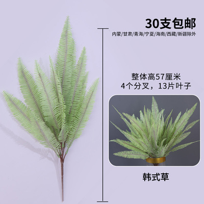 папоротник светло-зеленый