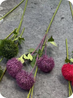 тройной диантус фиолетовый