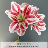 амариллис 10 штук красно-белый