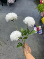 тройной диантус белый