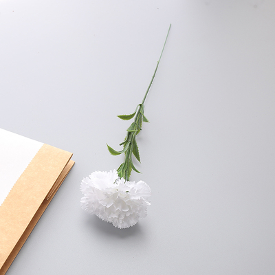 гвоздика белая гвоздика белая