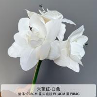 амариллис 10 штук белый