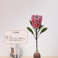 протея красная