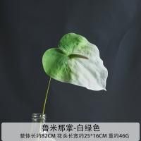 пальмовый антуриум бело-зеленый