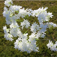 ветка сирени молочно-белая